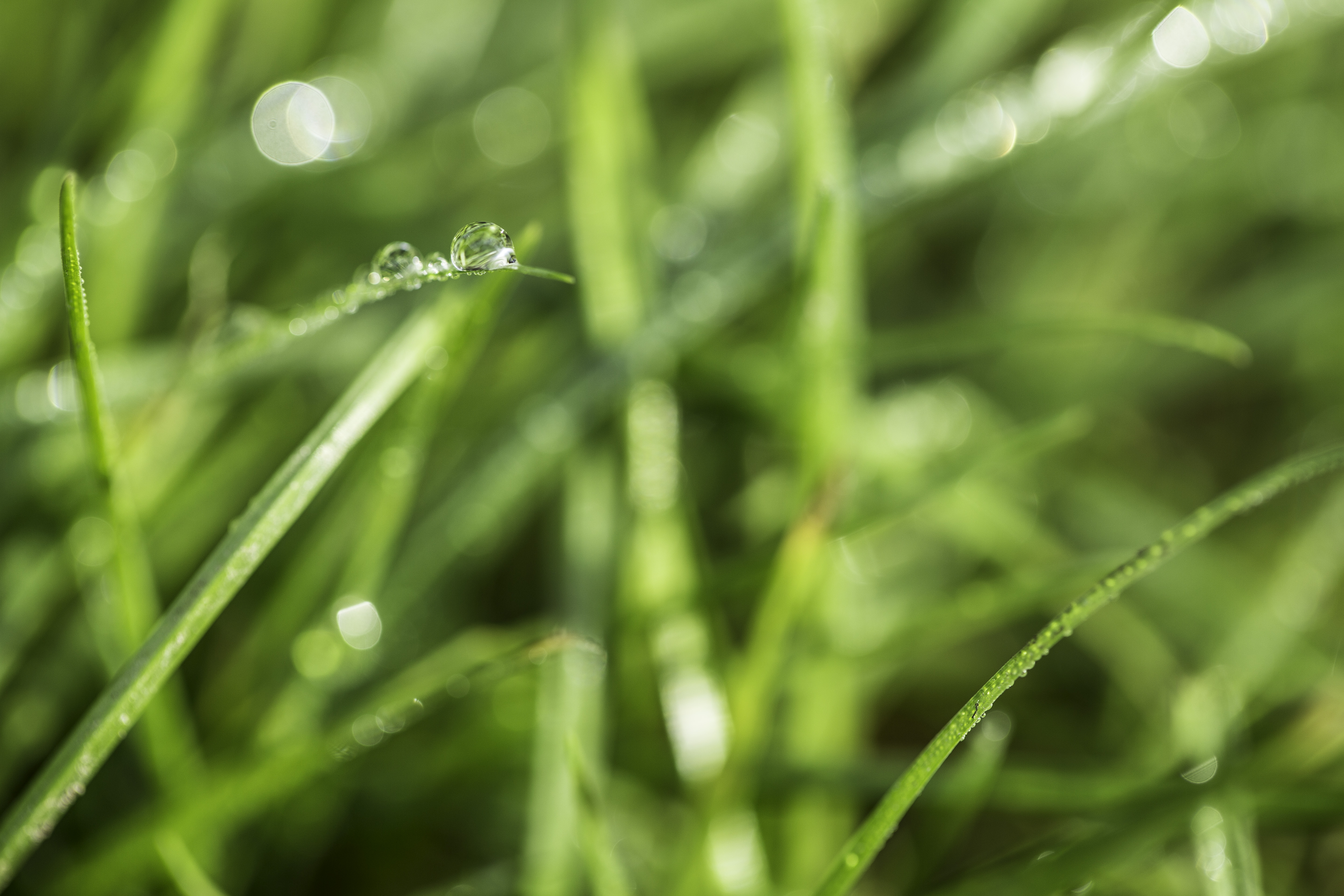 Copyright-Photographer-Margaret-Yescombe-dew-drops-on-fresh-green-grass-nature-natural-FO6A9997-IMAGE-STOCK.jpg
