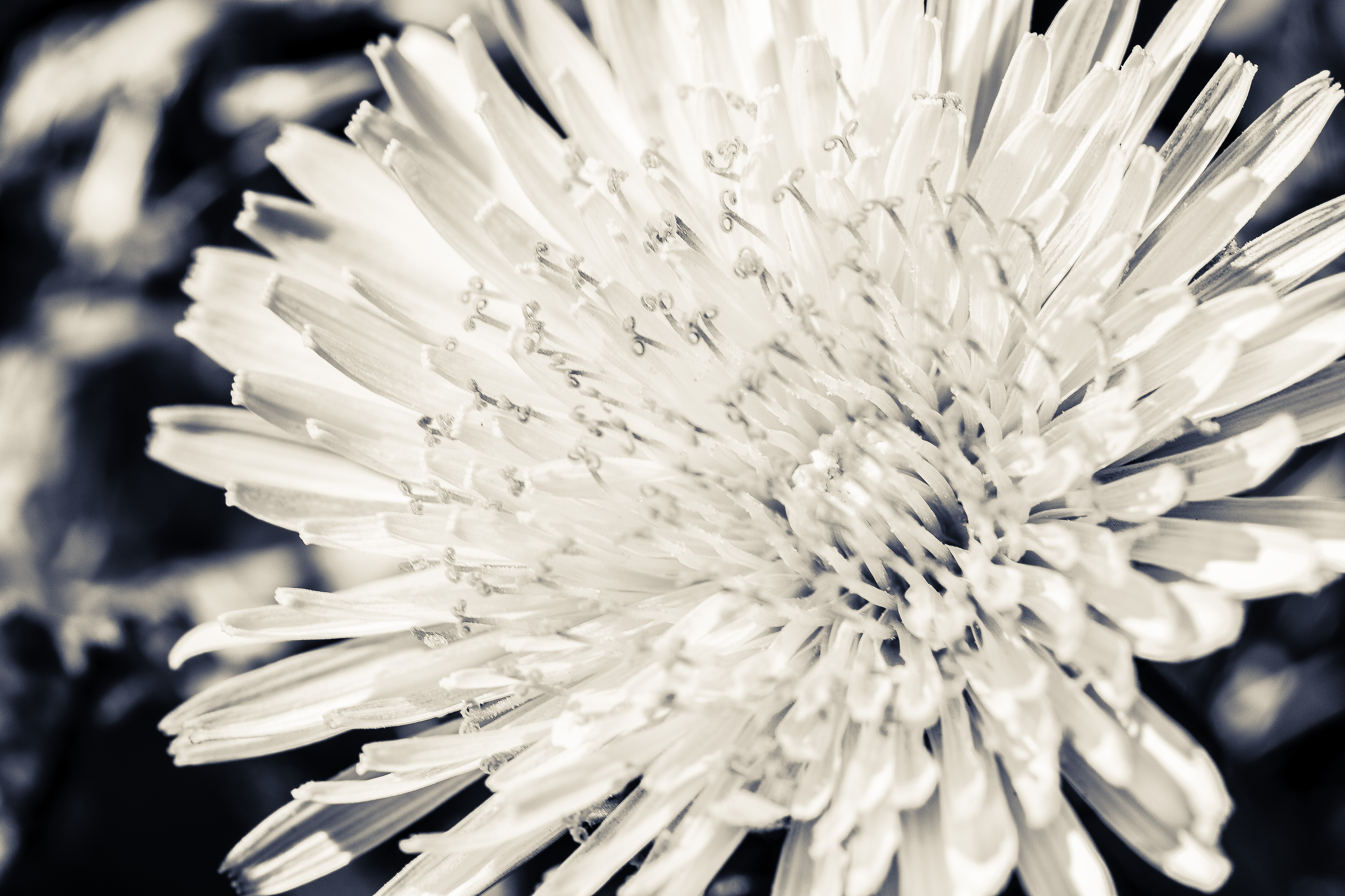 Photographer-Maggie-Yescombe-photo-wall-art-print-dandelion-flower-0531-IMAGE-STOCK.jpg