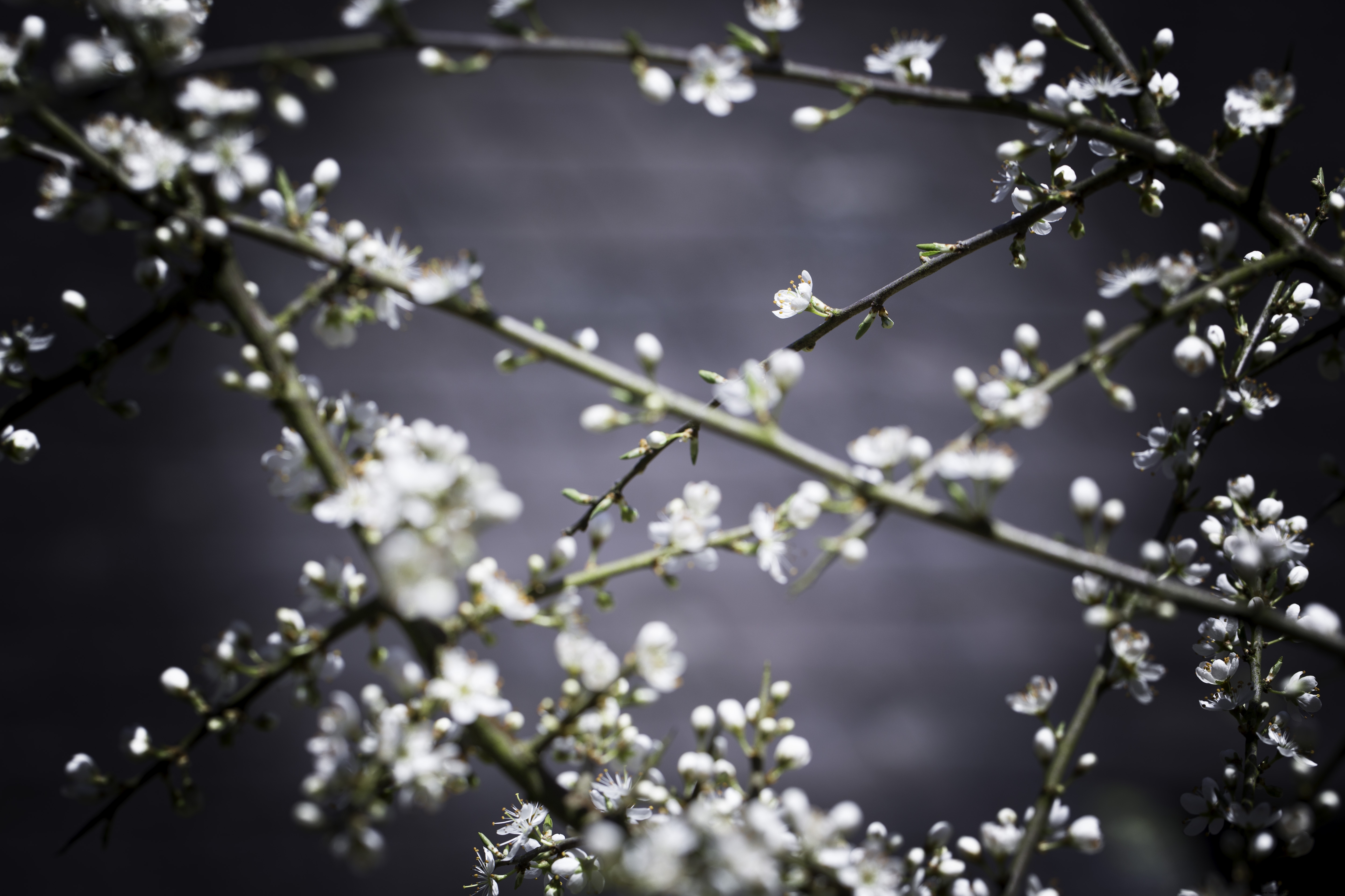 Photographer-Maggie-Yescombe-spring-white-hawthorn-bloom-blossoms-flowers-moody-0382-DIGITAL-DOWNLOAD.jpg