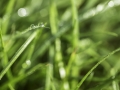 Copyright-Photographer-Margaret-Yescombe-dew-drops-on-fresh-green-grass-nature-natural-FO6A9997-IMAGE-STOCK.jpg