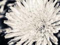 Photographer-Maggie-Yescombe-photo-wall-art-print-dandelion-flower-0531-IMAGE-STOCK.jpg