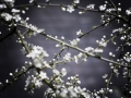 Photographer-Maggie-Yescombe-spring-white-hawthorn-bloom-blossoms-flowers-moody-0382-DIGITAL-DOWNLOAD.jpg